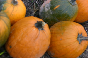 26_pumpkins_1