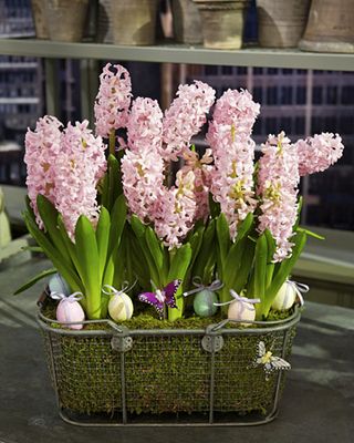 4138_040909_springarrangement_xl