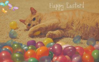 Happy easter cat