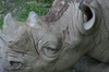 Rhino_4
